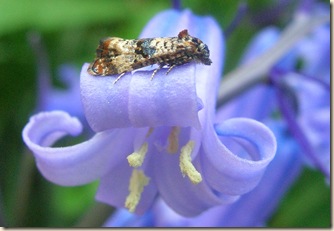 Brede High Woods: More records of rare insects
